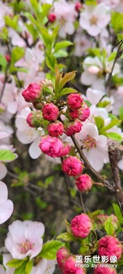 树，都开花了！