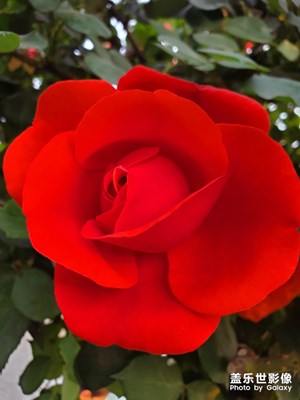 公园里的月季花