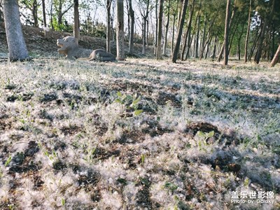 【精彩翻倍】春天的杨树飞絮