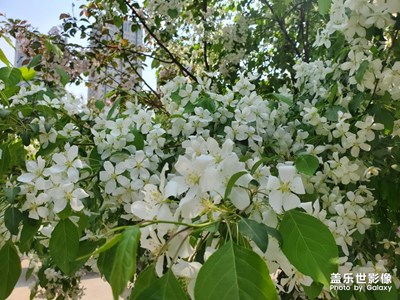 五一劳动节，踏青赏花，