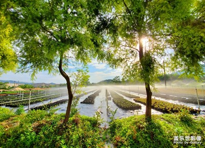 郁郁葱葱本是春 part2