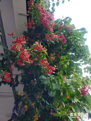 【享受生活】+街边的奇花异草