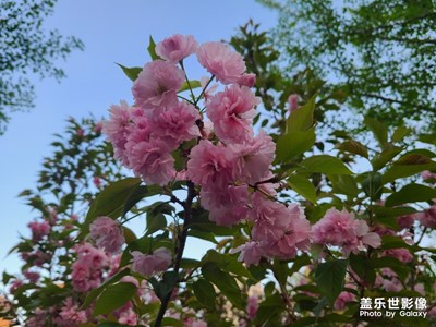 沈阳长白岛森林公园樱花