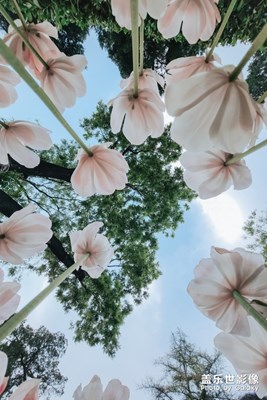 【精彩翻倍】+立夏植物