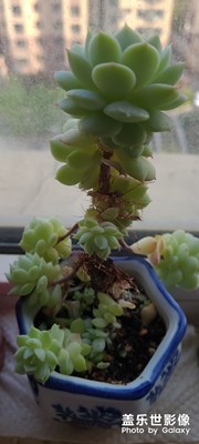 私有花园
