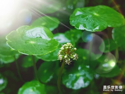 铜钱草