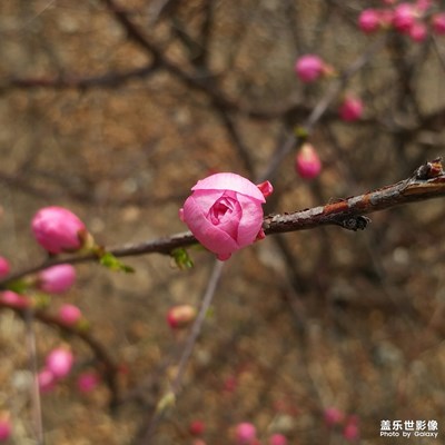 【精彩翻倍】+ 春日随拍