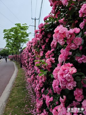 分外妖娆