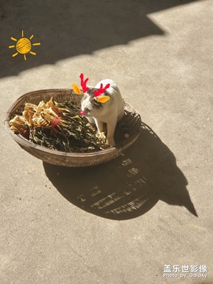 三星，，下的生活