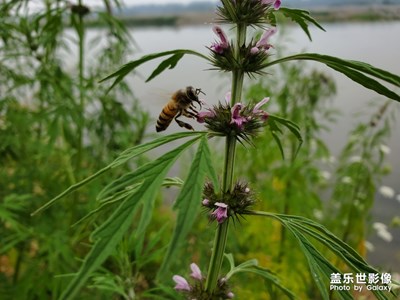 【印象五月】+河边野花