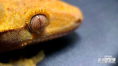 cuolicuoke的随拍第三期