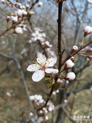 【印象五月】+春花烂漫