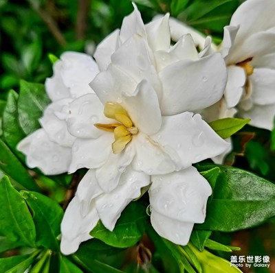 栀子花开
