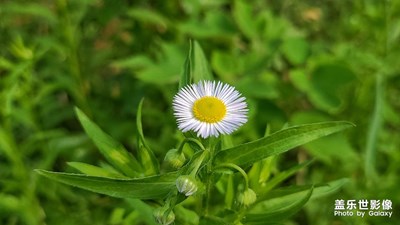 一些花花草草