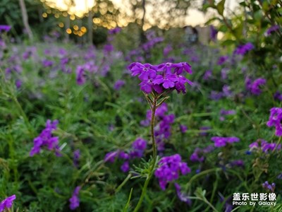 夜晚降临的前夕