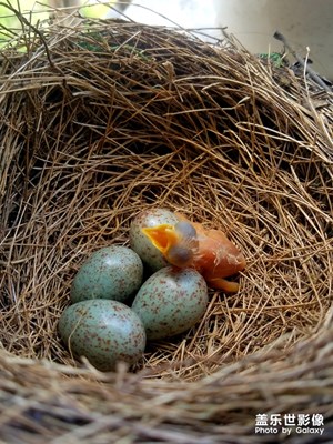 【在夏日】+从蛋到雏鸟的小记录