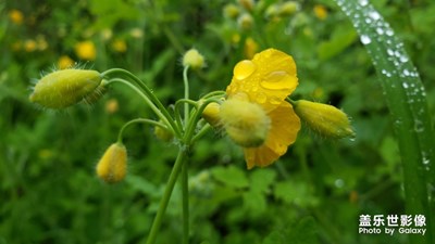白屈菜