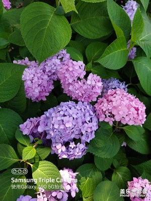 夏天的花儿