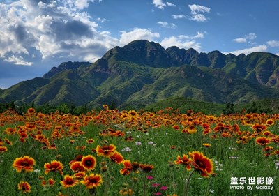 山与花