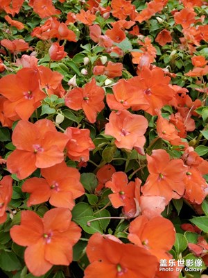 【在夏日】+ 繁花盛开