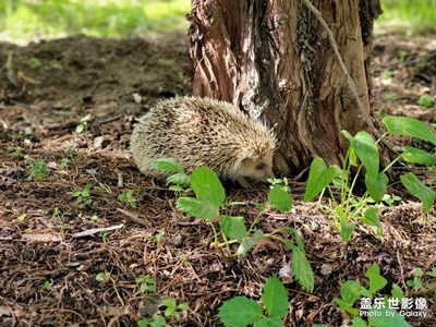 夏日赏游