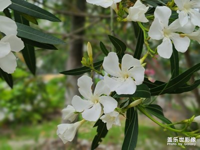 实时虚化模式下的照片总是给人的感觉是那么的有质感