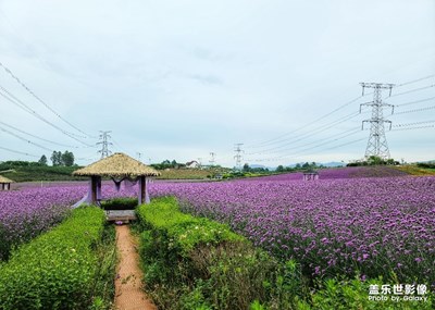 【在夏日】+一抹紫色