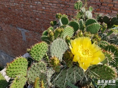 仙人掌花儿