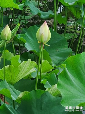 珠海十里莲江