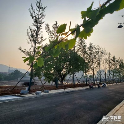 菜既是风景