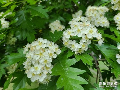 山里红花