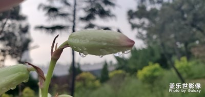 雨后的清晨