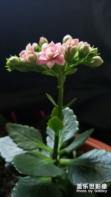 長壽花