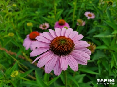 就喜欢拍些花花草草