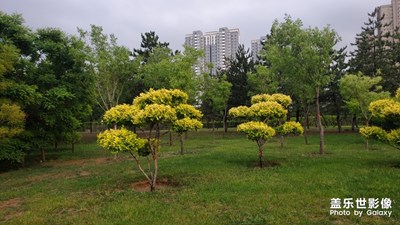 雨后