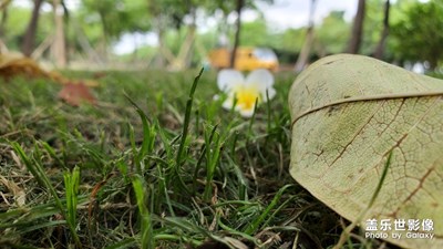 广州雨季下的勃勃生机