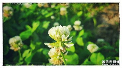 花花，就一朵。