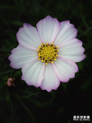 随手拍+波斯菊