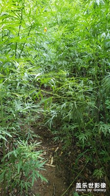 秦岭脚下