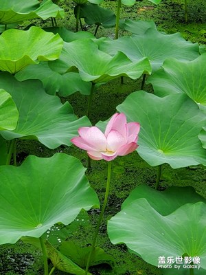 雨后随拍