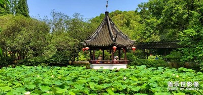 【盛夏时光】醉白池