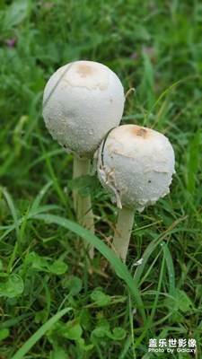 雨后实时虚化，挺不错