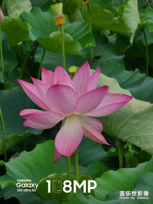 夏日湿地公园随拍