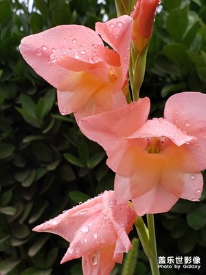 家门口的花