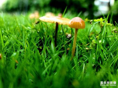 雨后小蘑菇头与小草