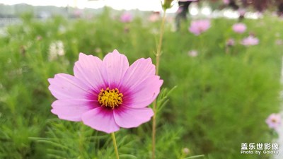 秋英花（波斯菊）