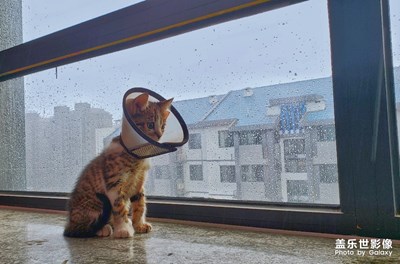 窗台的猫
