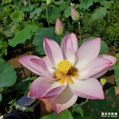 偶拍荷花