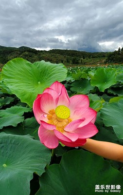 澄江荷花