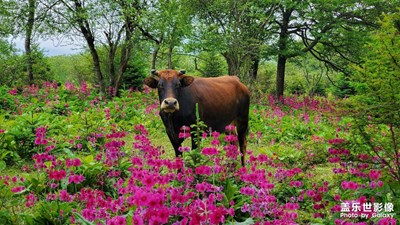 汉源红军花
